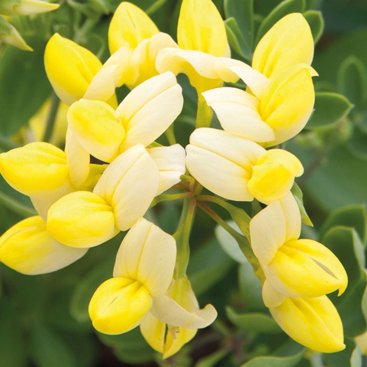 Bright yellow Coronilla 'Citrina' flowers with a smooth, rounded shape, nestled among green foliage in a 9cm pot by Thompson & Morgan.