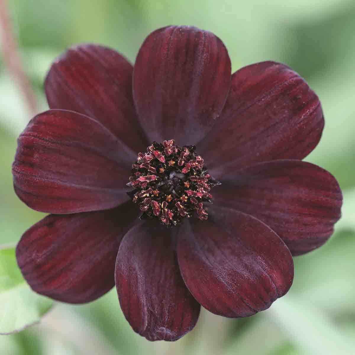 Dark chocolate-brown flower with velvety petals and a central cluster of tiny black stamens, surrounded by green foliage.