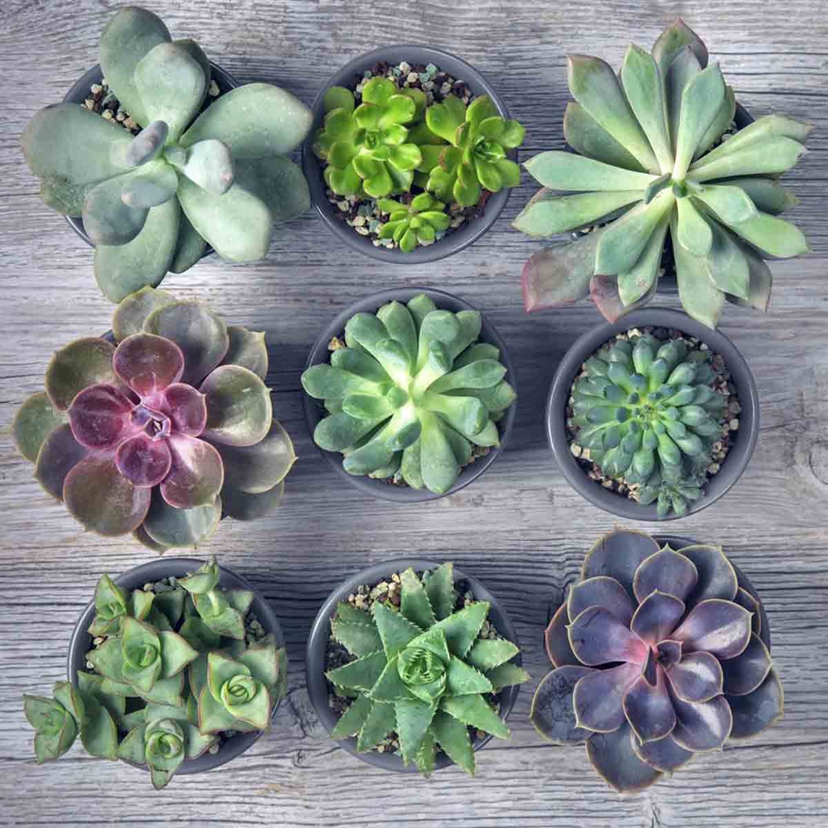 Nine assorted crassula succulent plants in black pots, featuring various shades of green, purple, and pink, arranged on a wooden surface.