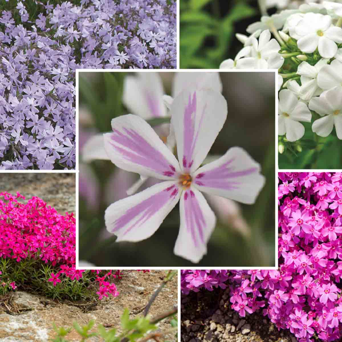 Thompson & Morgan Phlox Creeping Collection featuring clusters of vibrant purple, pink, and white flowers with delicate petals, ideal for ground cover in gardens.