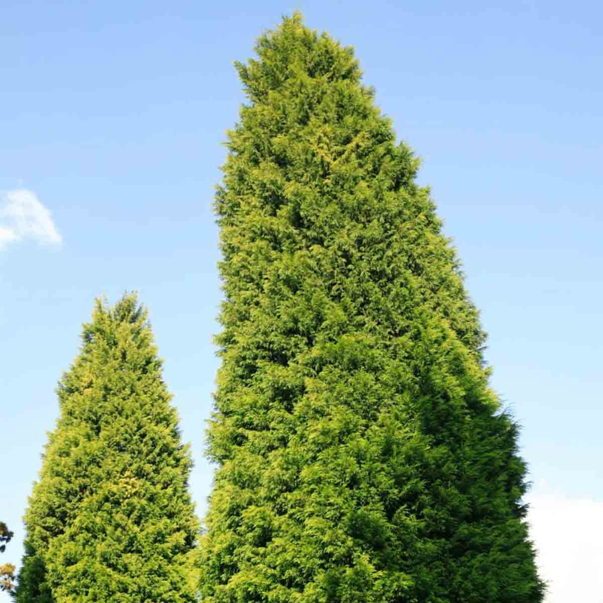 Green Cupressocyparis Leylandii tree in a 4-litre pot, featuring dense, conical foliage and a vibrant, healthy appearance against a clear blue sky.