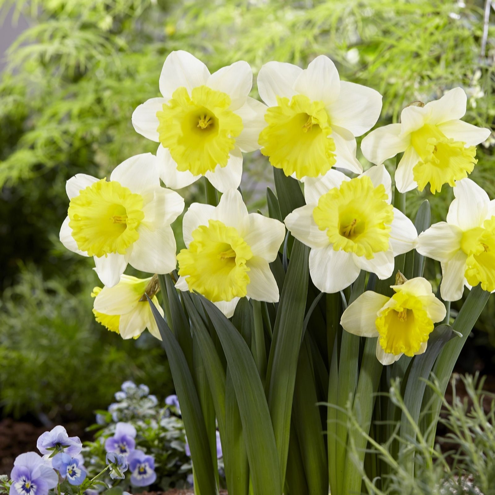 Ten vibrant daffodils with white petals and bright yellow centers, surrounded by lush green foliage and purple pansies in a garden setting.