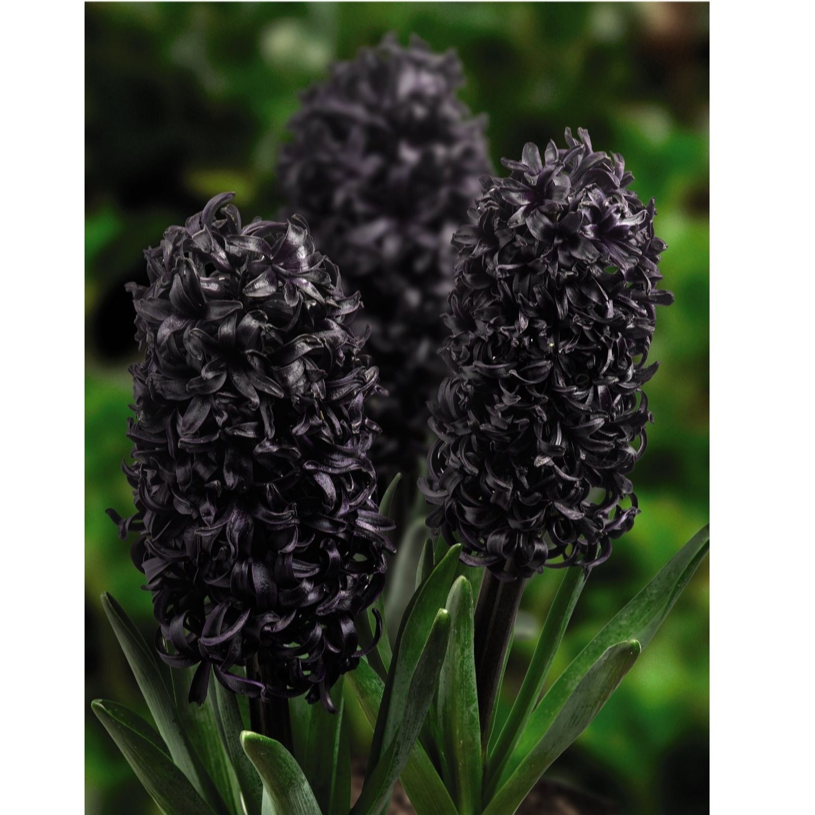 Three dark purple hyacinth bulbs with tightly curled petals and green leaves, showcasing a rich, deep color against a blurred green background.