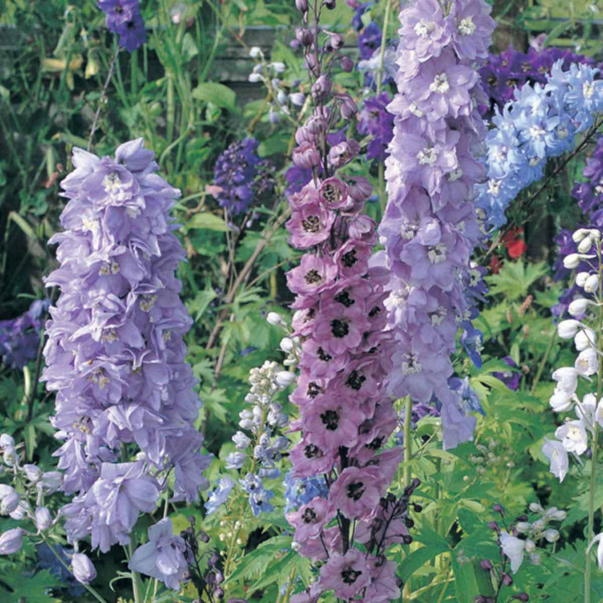 Delphinium Magic Fountains Mix features tall spikes of vibrant flowers in shades of purple, blue, and pink, surrounded by lush green foliage, ideal for garden planting.
