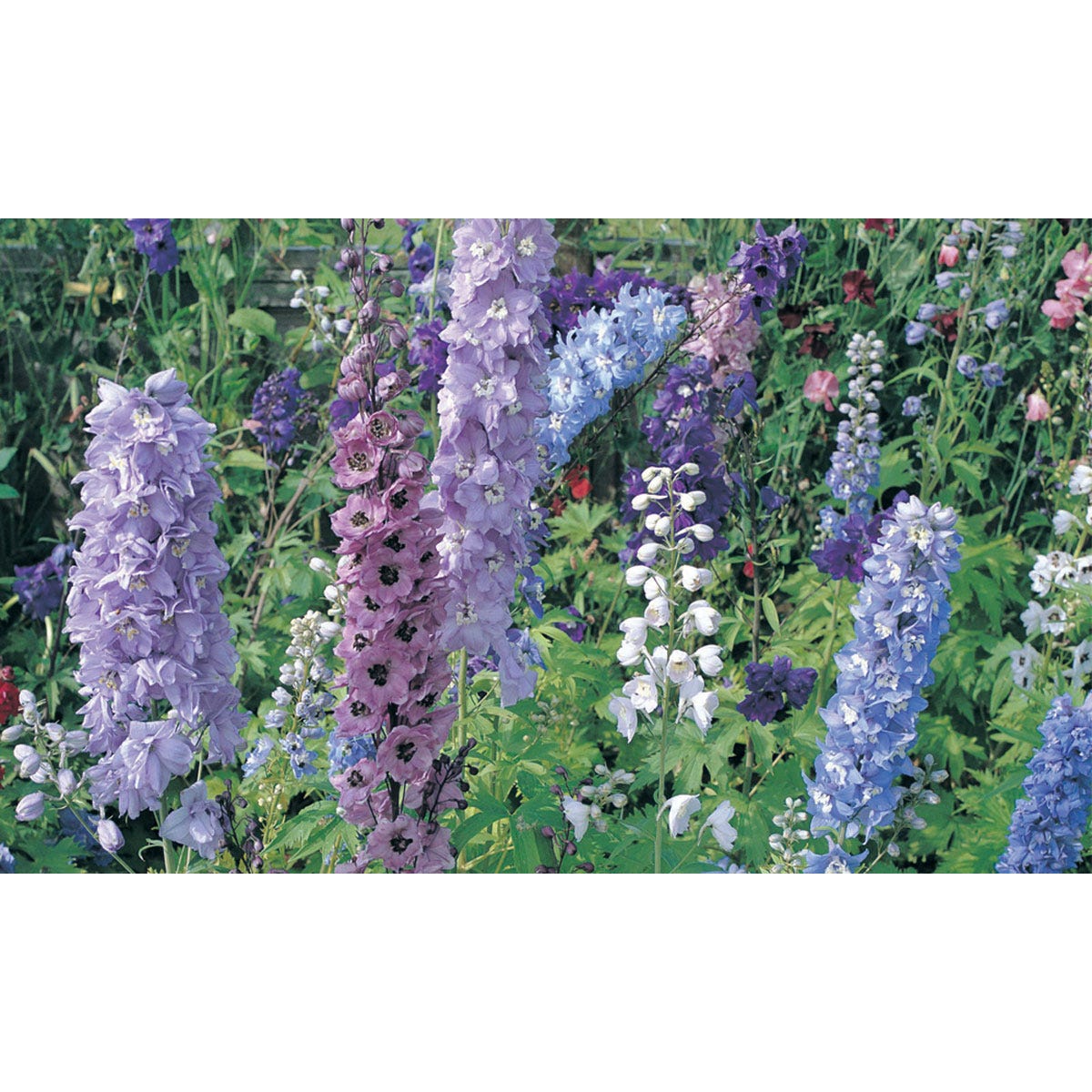 Colorful delphinium flowers in shades of purple, blue, and white, arranged in a lush garden setting, showcasing tall, vibrant spikes and lush green foliage.