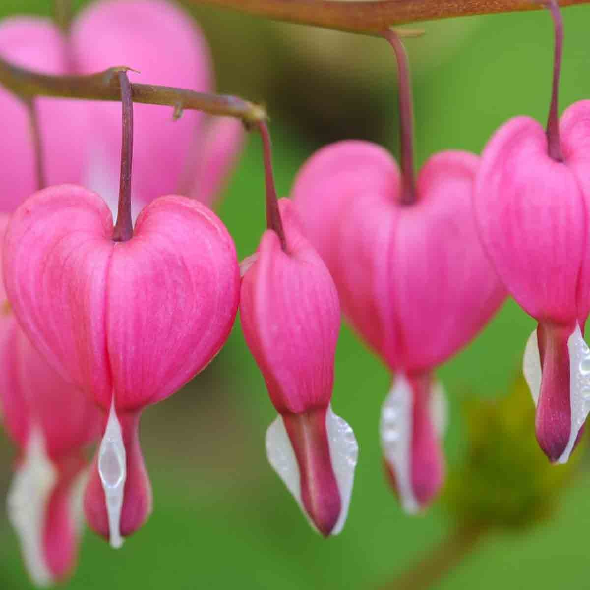 Pink Dicentra Bleeding Heart flowers with heart-shaped blooms and white tips, displayed on slender green stems against a blurred green background.