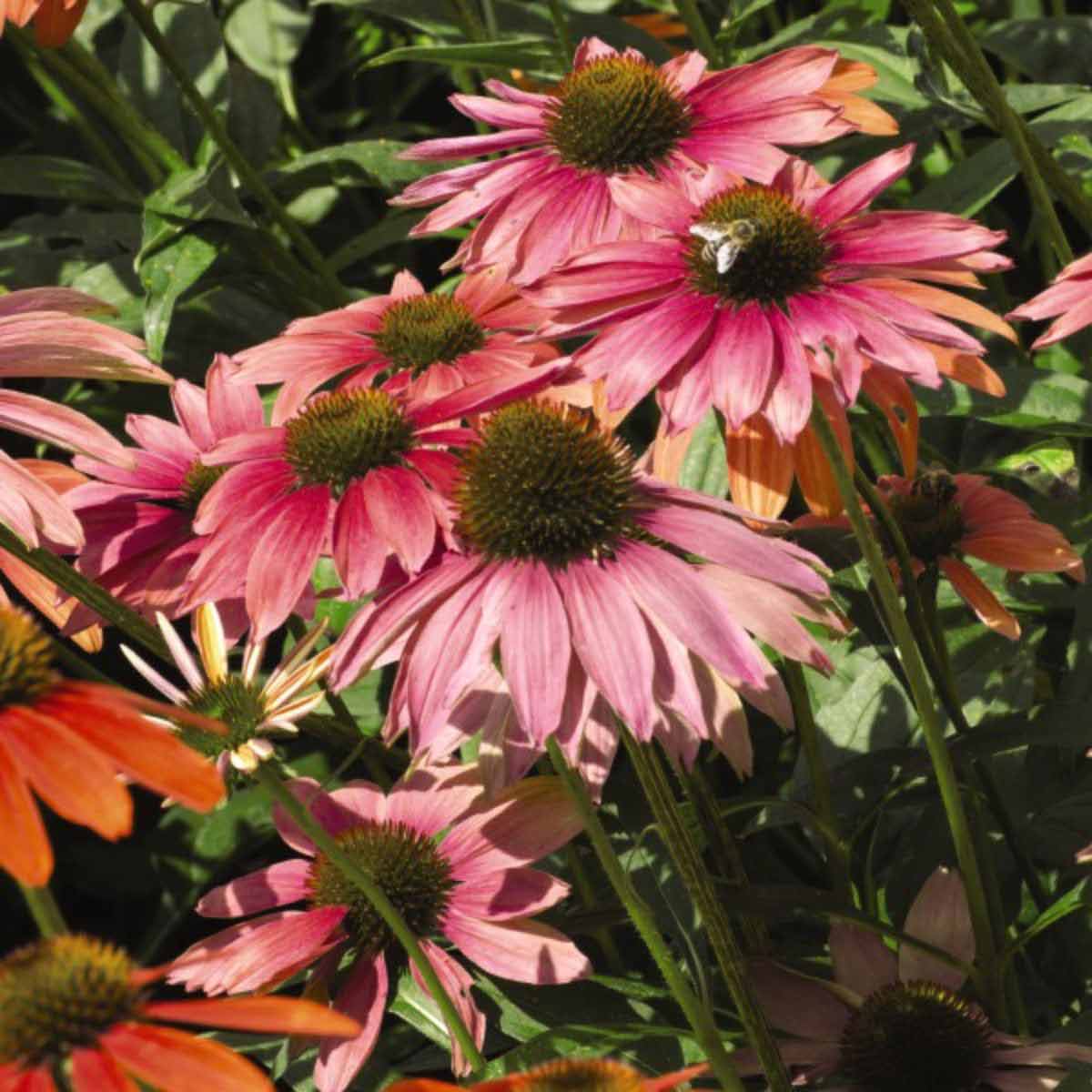 Vibrant Echinacea Primadonna Mixed flowers in shades of pink and orange, featuring spiky green centers, surrounded by lush green foliage.