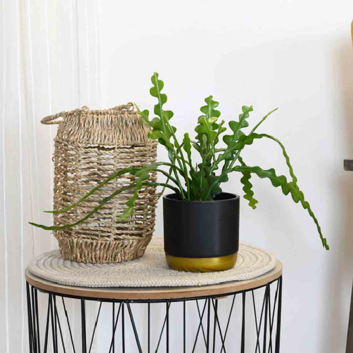 Green Fishbone Cactus plant in a black pot with a gold base, placed on a round woven mat atop a black wire table, alongside a textured woven basket.