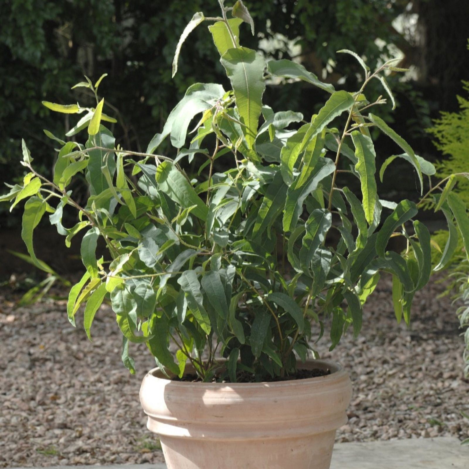 Potted Eucalyptus Citriodora plant in a light terracotta pot, featuring lush green leaves with elongated shapes, set against a blurred natural background.