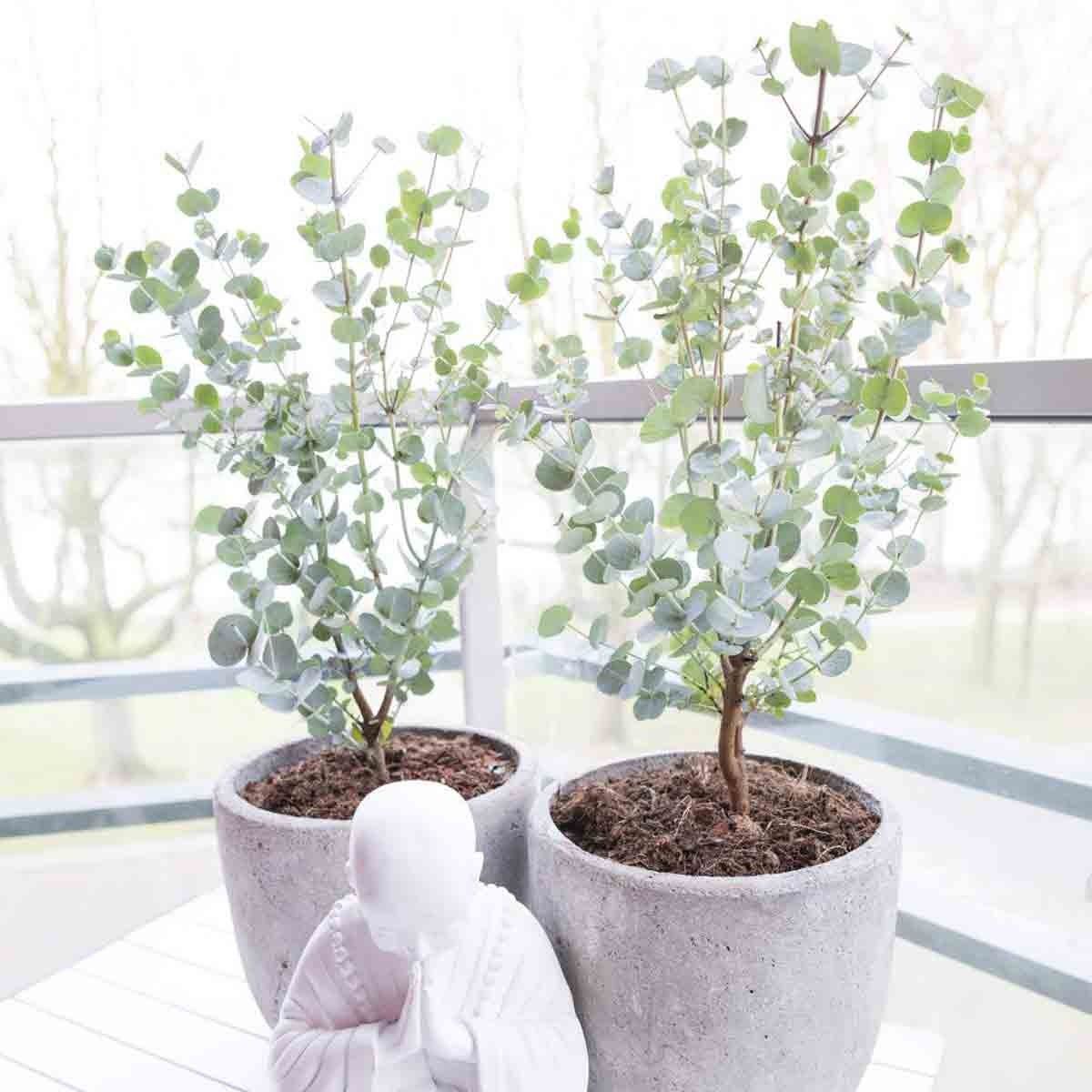 Three Eucalyptus Gunnii Azura plants in textured gray pots, featuring lush green leaves and sturdy stems, displayed on a white table alongside a serene white statue.