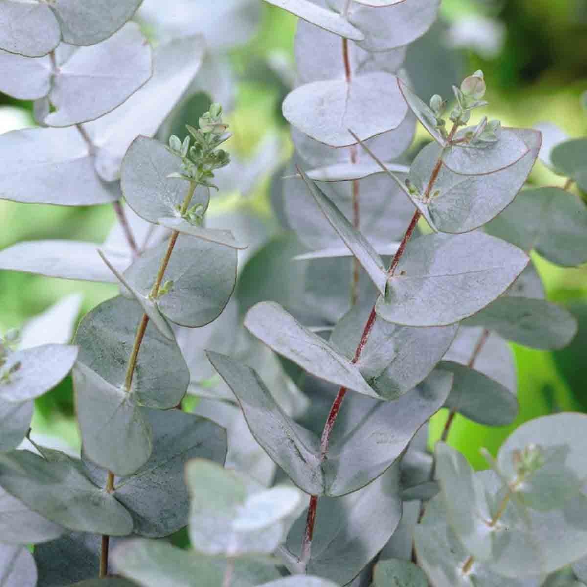 Potted Eucalyptus Gunnii Azura plant with round, silvery-green leaves and reddish stems, displayed in a 9cm pot, showcasing lush foliage and a fresh, vibrant appearance.