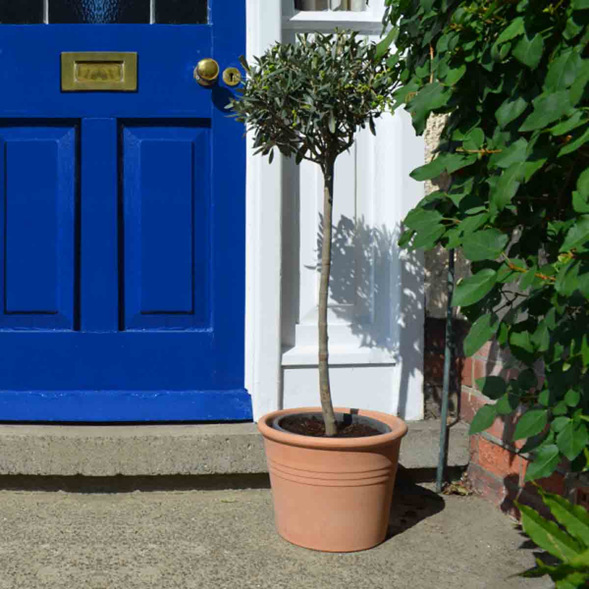 Two extra-large olive trees in terracotta pots, each about 140-150cm tall, positioned beside a vibrant blue door with a decorative handle.
