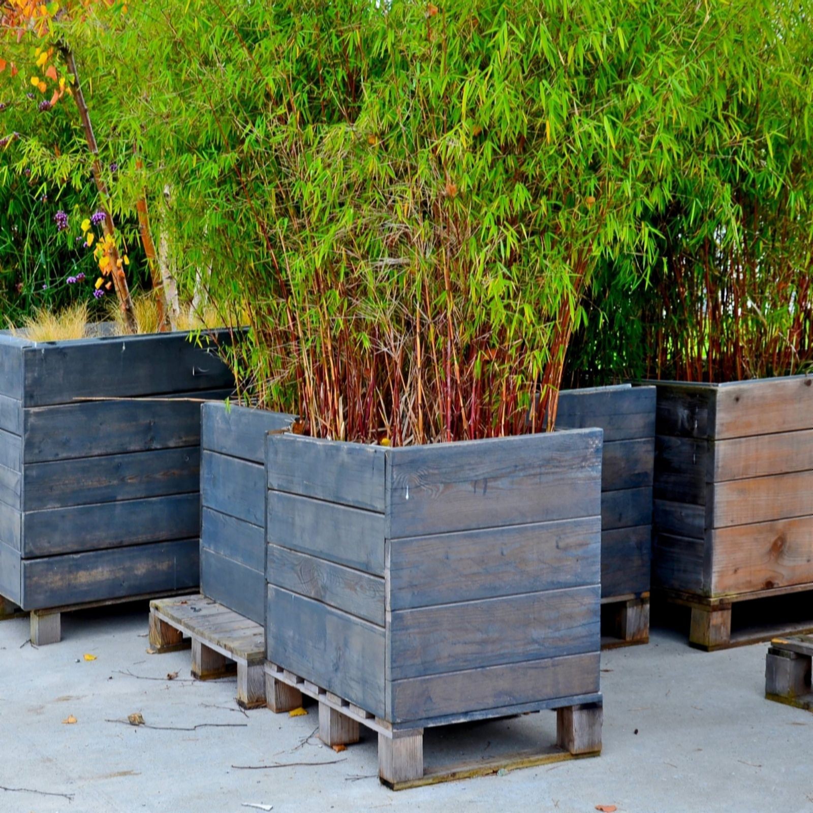 Three wooden planters filled with lush green Fargesia bamboo, showcasing tall, slender stems and dense foliage, set on a concrete surface.