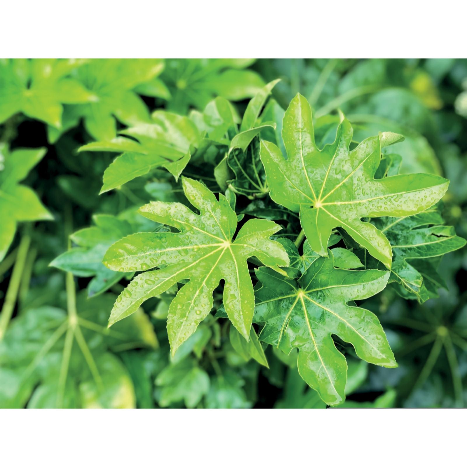 Two 17cm potted Fatsia Japonica plants with glossy, large, palmate green leaves, showcasing a vibrant, lush appearance against a blurred green background.