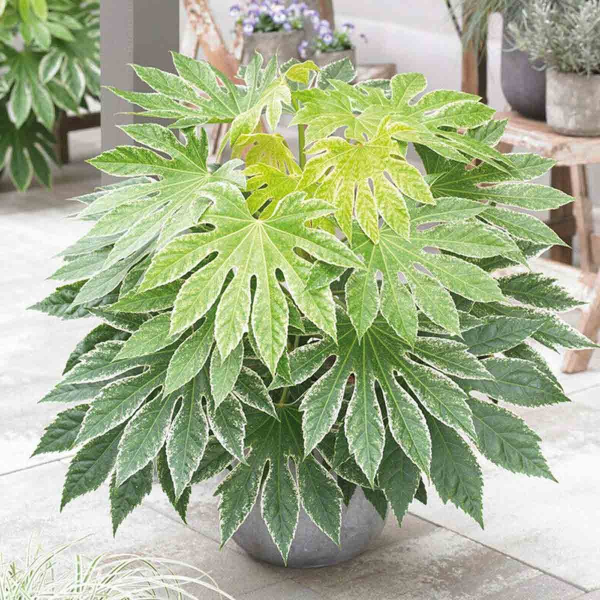 Three potted Fatsia Japonica plants with large, glossy green leaves featuring white edges, arranged in a decorative gray pot, set against a garden backdrop.