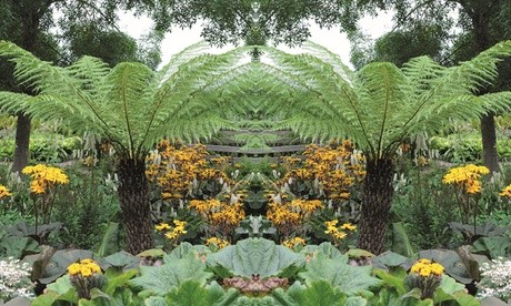 Three potted Dicksonia Antarctica ferns with lush green fronds, surrounded by vibrant yellow flowers and leafy plants in a garden setting.