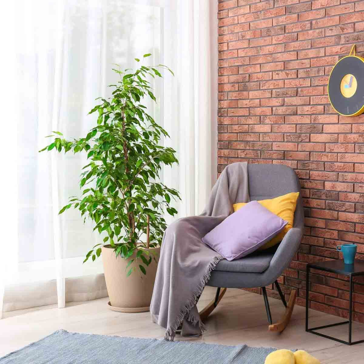 Variegated Ficus Benjamina in a beige pot, featuring lush green and cream leaves, placed beside a gray rocking chair with colorful pillows in a bright room.