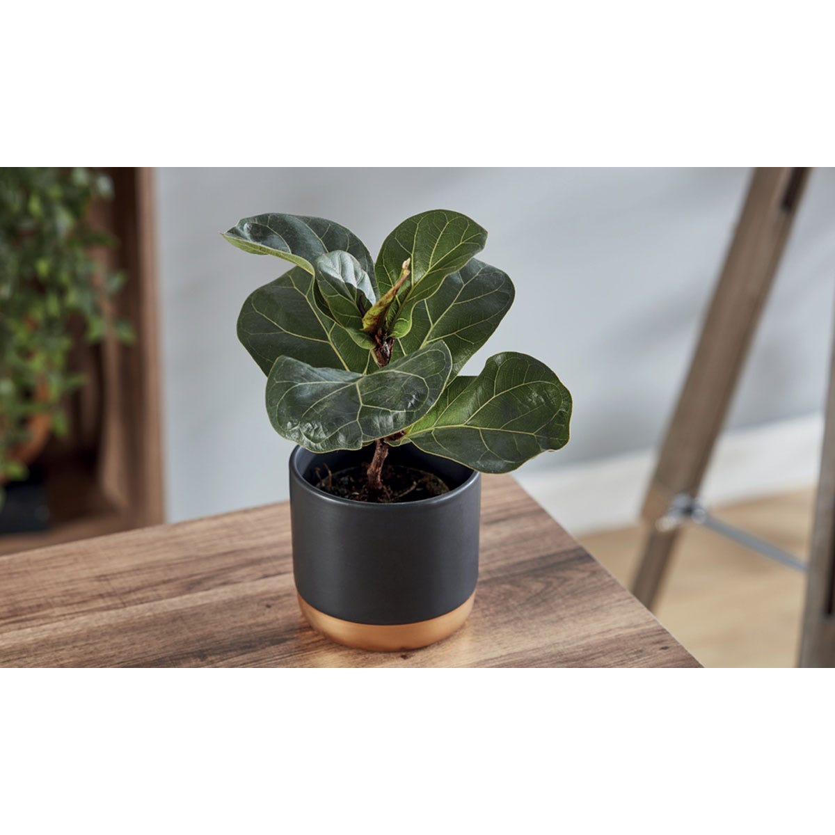 Ficus Lyrata 'Compacta' house plant in a sleek black and gold pot, featuring large, glossy green leaves with prominent veins, set on a wooden surface.