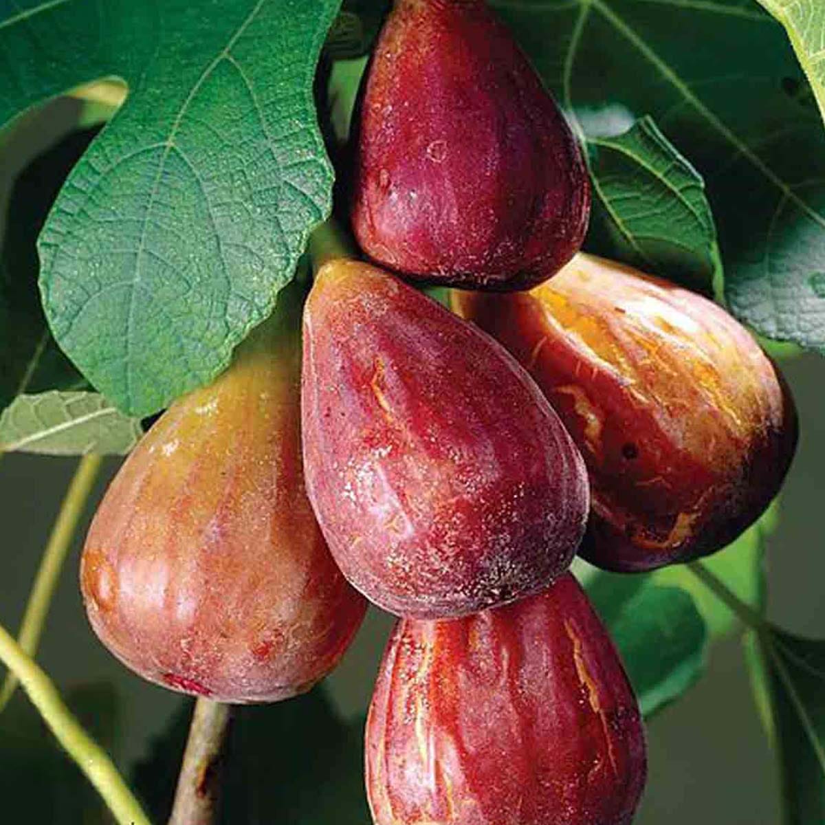 Two brown turkey figs, plump and ripe, hanging from a green leafy branch, showcasing a mix of purple and yellow hues, in a 9cm pot.