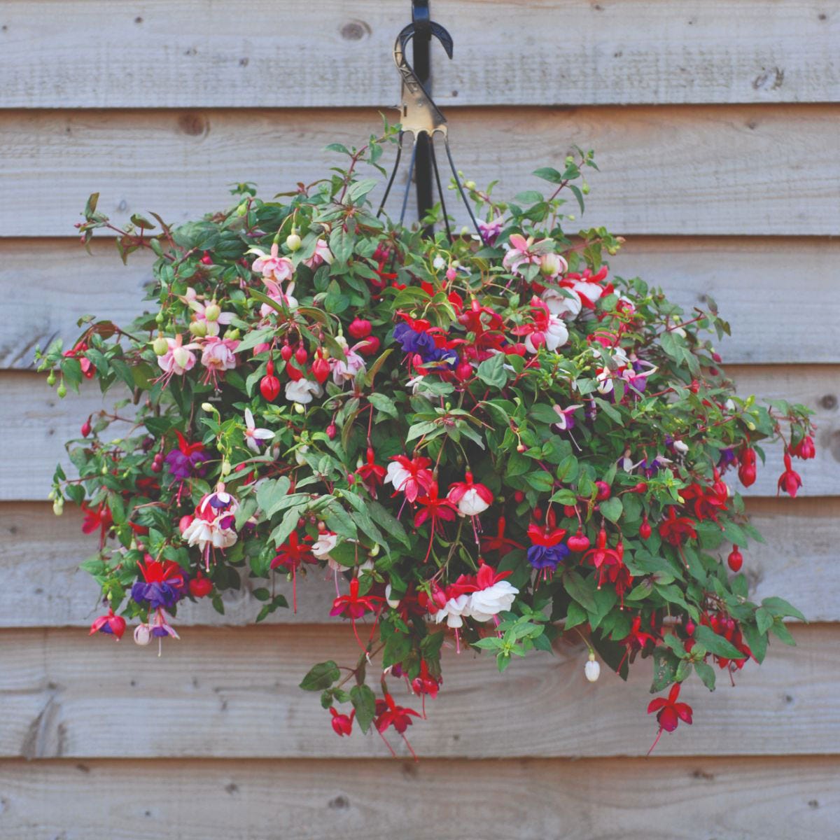 Preplanted hanging basket featuring a vibrant mix of fuchsia flowers in shades of pink, red, and purple, with lush green foliage, suspended by a black hook against a wooden backdrop.