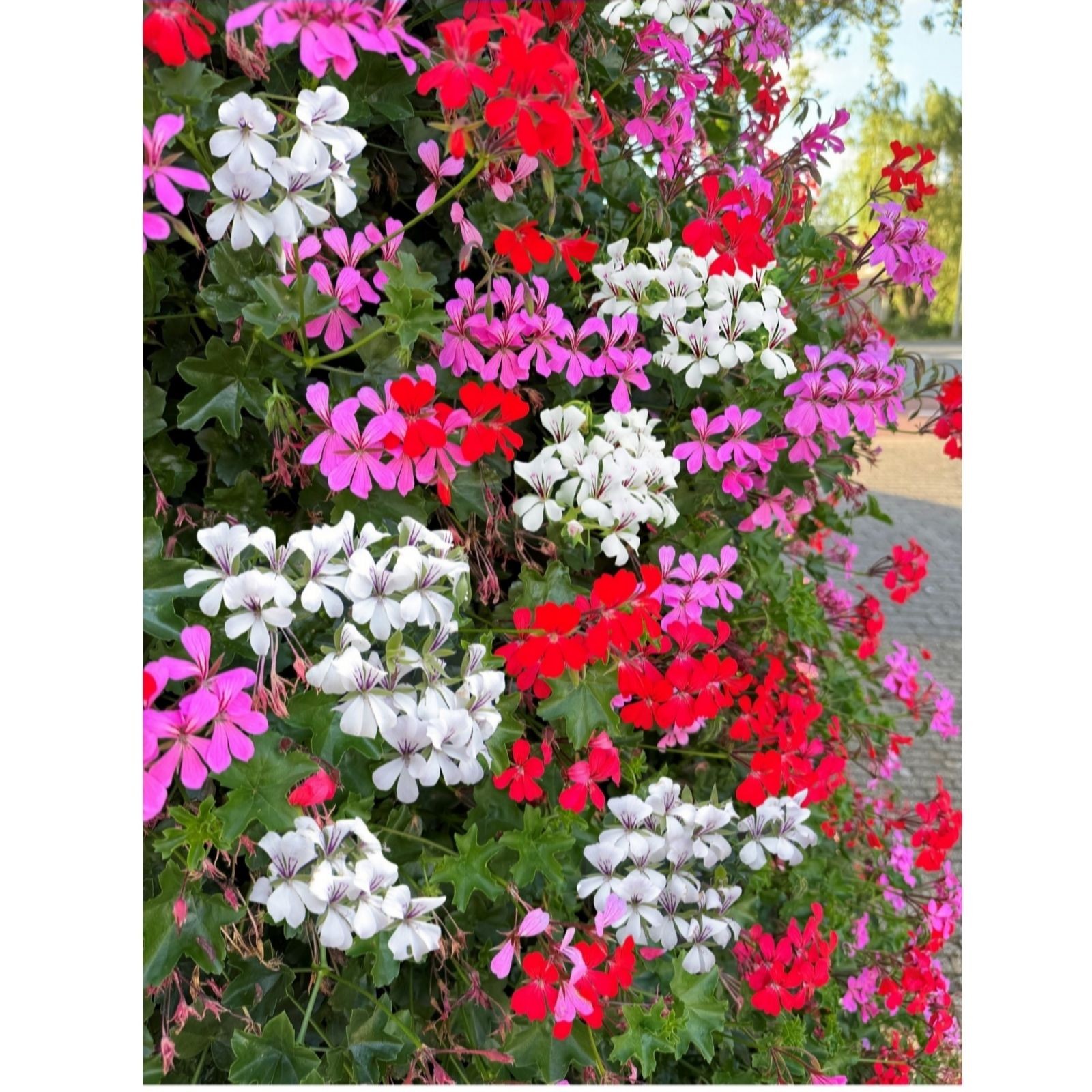 Vibrant collection of trailing geraniums in red, pink, and white, arranged in a lush display, showcasing their lush green foliage and abundant blooms in a 10.5cm pot.