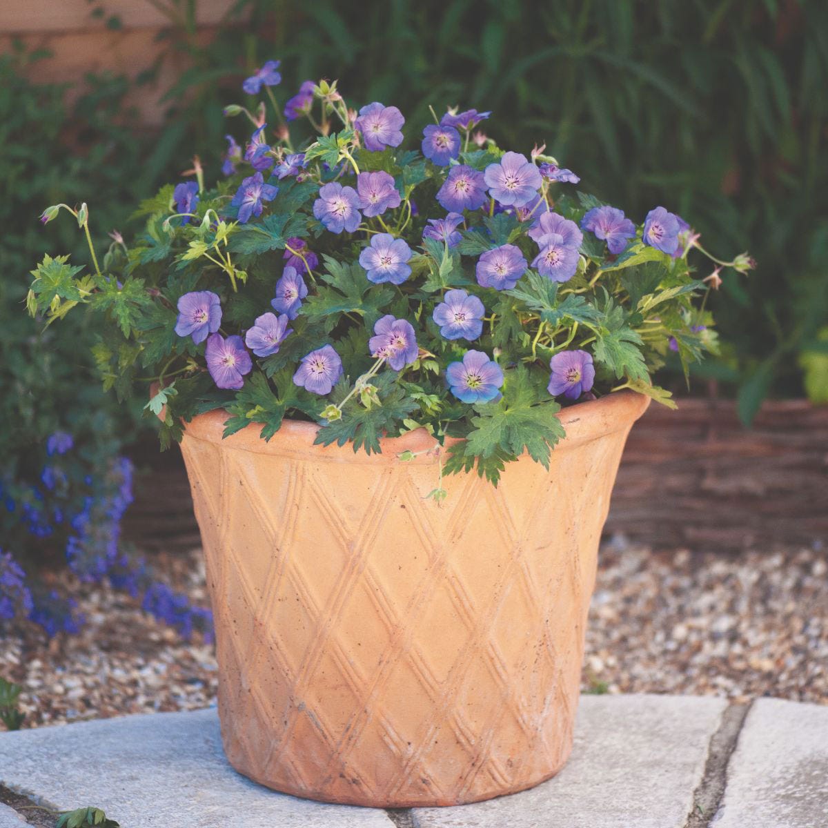Purple Geranium Rozanne flowers in a textured terracotta pot, surrounded by lush green foliage, set against a natural garden backdrop.