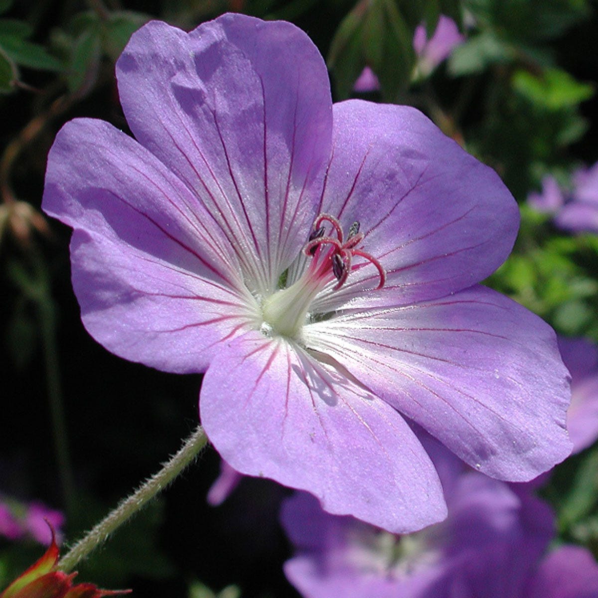Vibrant purple Geranium Rozanne flower with delicate petals and prominent white center, showcasing fine red veining and a cluster of slender stamens.