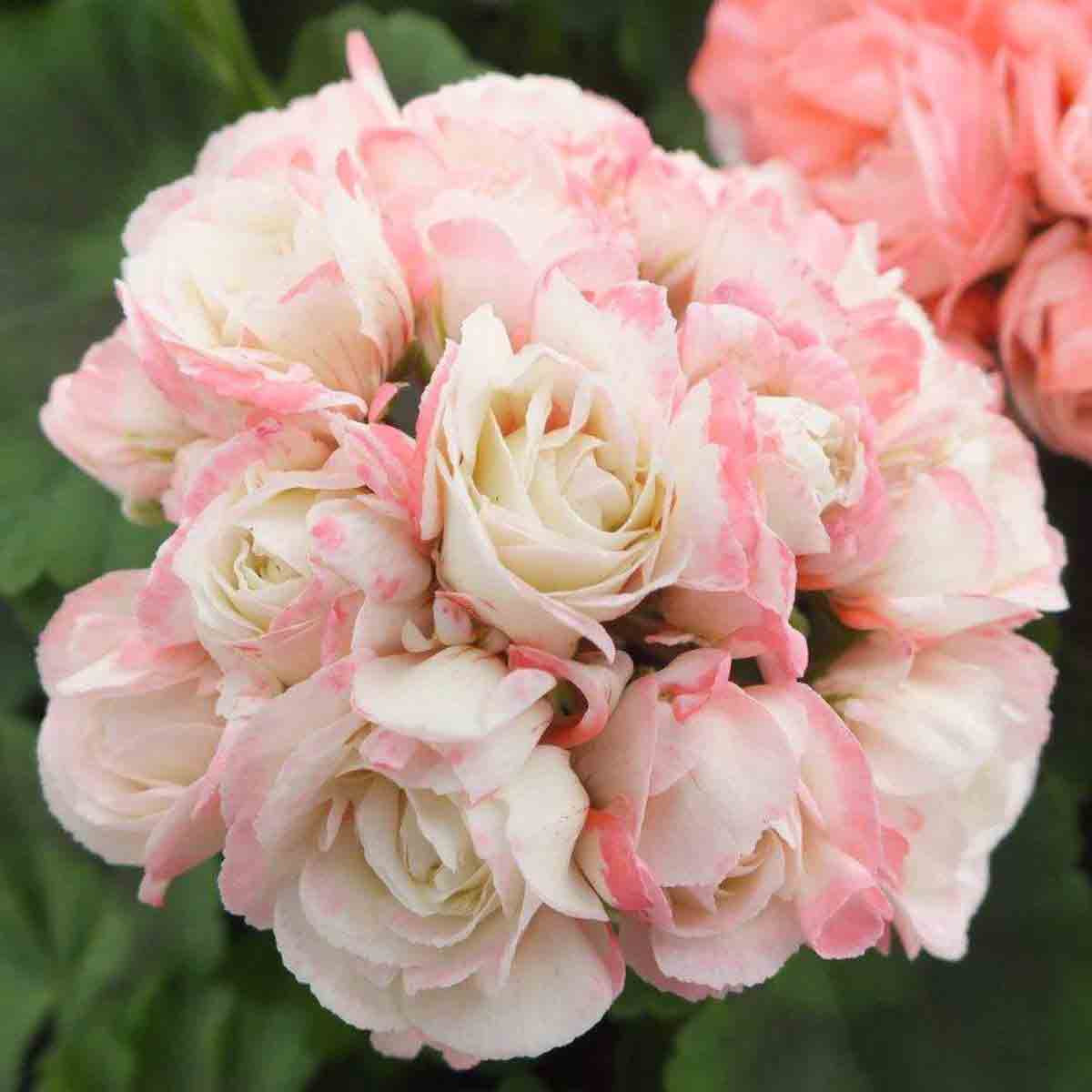 Five blooming geranium plants featuring clusters of delicate, rosebud-like flowers in creamy white with soft pink edges, set against vibrant green foliage.