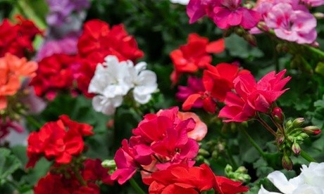 Vibrant mix of geranium flowers in shades of red, pink, white, and purple, with lush green foliage, showcasing a variety of blooms in a garden setting.