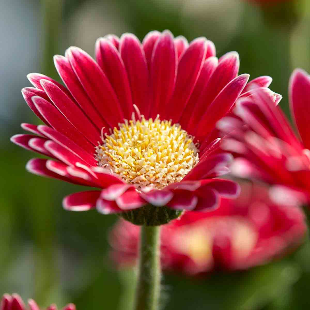 Bright magenta Gerbera flower with layered petals and a yellow center, set in a 7cm pot, surrounded by lush green foliage.
