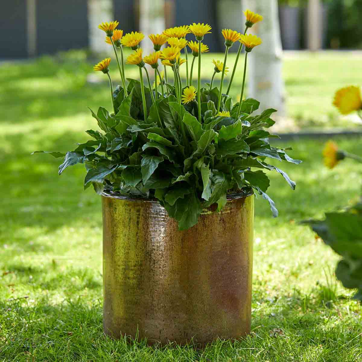 Bright yellow Gerbera flowers with green leaves in a textured bronze pot, placed on lush green grass in a garden setting.