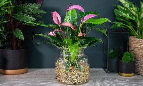 Anthurium Aqua features vibrant pink flowers and glossy green leaves, displayed in a clear glass pot with decorative moss and set against a dark green background.