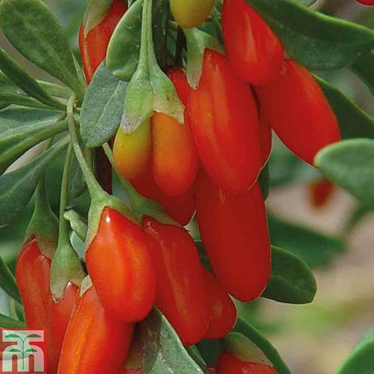 Bright red goji berries hang from green foliage, showcasing their elongated shape and glossy texture, indicating ripeness and freshness in a 9cm pot.
