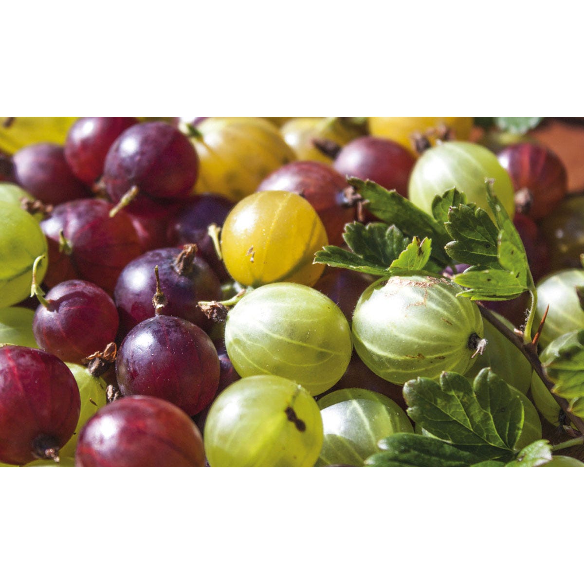 A vibrant collection of gooseberries in various colors, including green, yellow, and red, interspersed with green leaves, showcasing their fresh and juicy appearance.
