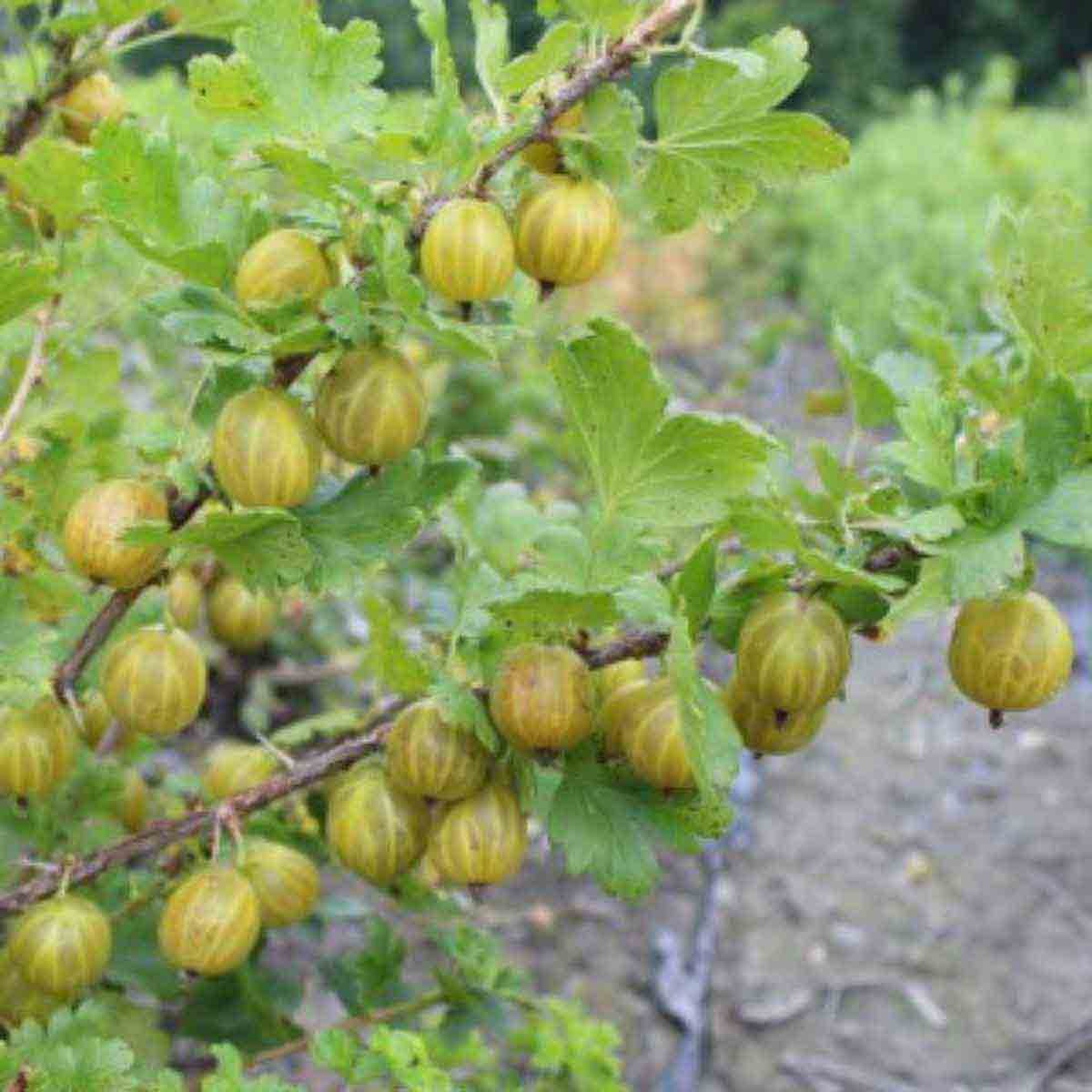 Two potted Giggles Gold gooseberry plants with green, ribbed berries hanging from thorny branches, surrounded by lush green leaves.