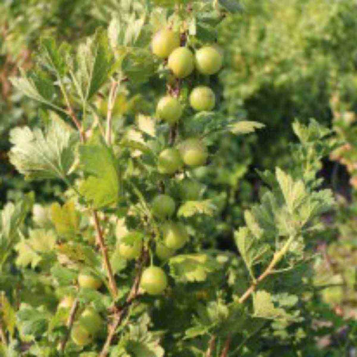Two potted Giggles Green gooseberry plants with vibrant green leaves and clusters of small green berries, showcasing healthy growth in a garden setting.