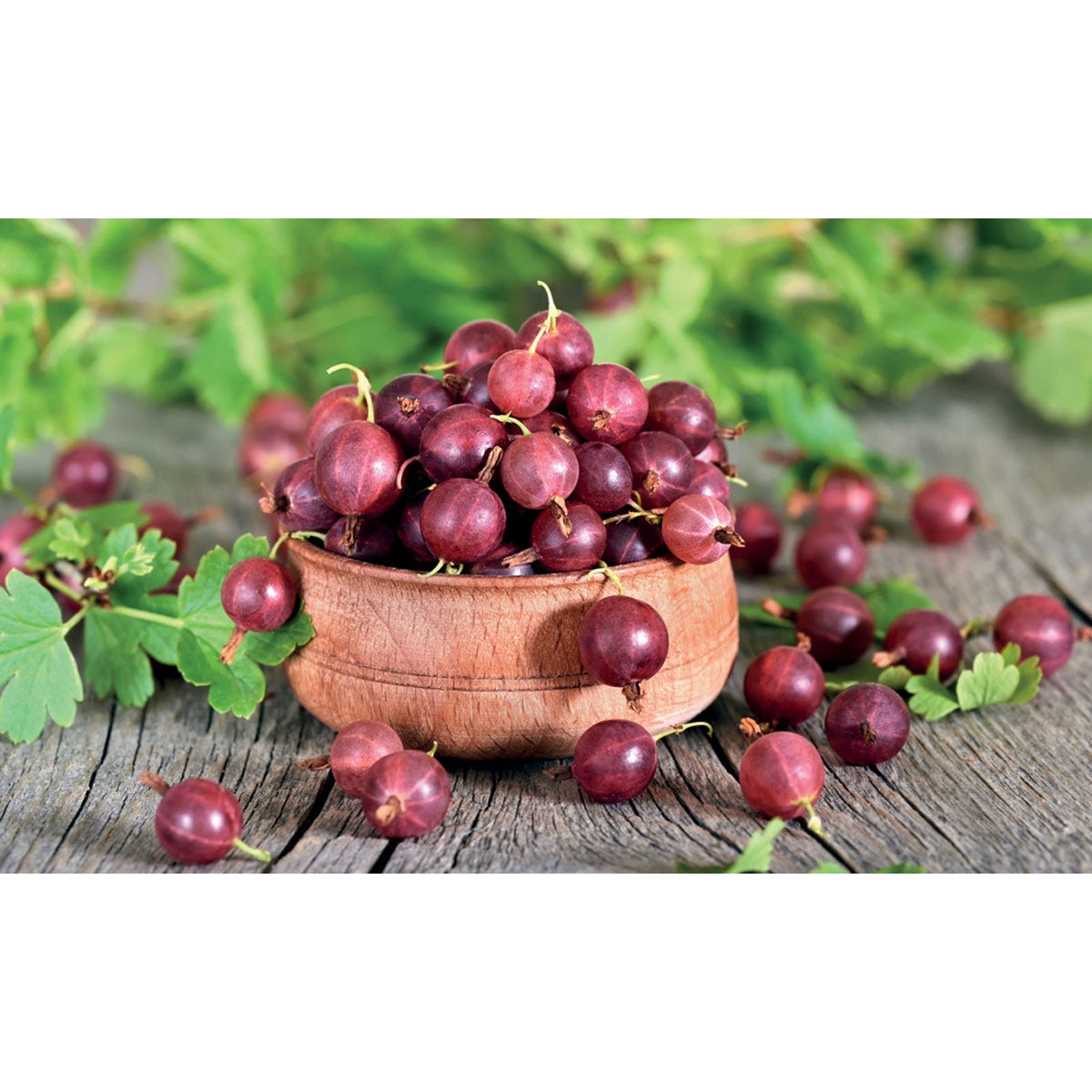 A wooden bowl filled with plump, red Gooseberry Giggles berries, surrounded by green leaves on a rustic wooden surface.