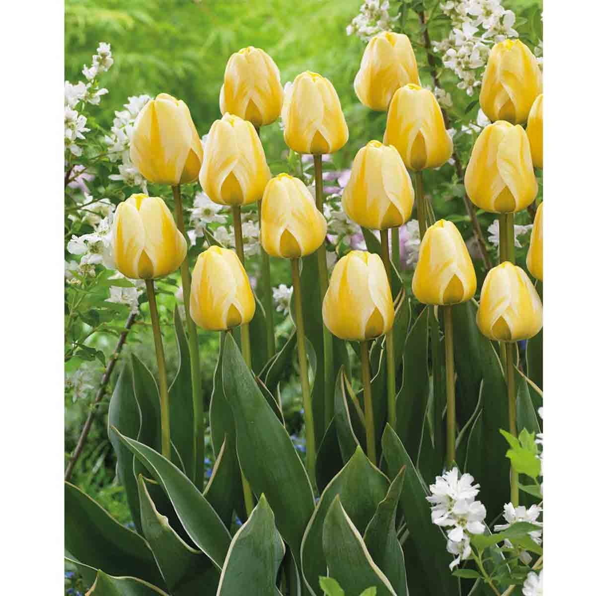 Bright yellow tulips with smooth petals and green leaves, arranged in a lush garden setting, showcasing a vibrant mix of colors and textures.