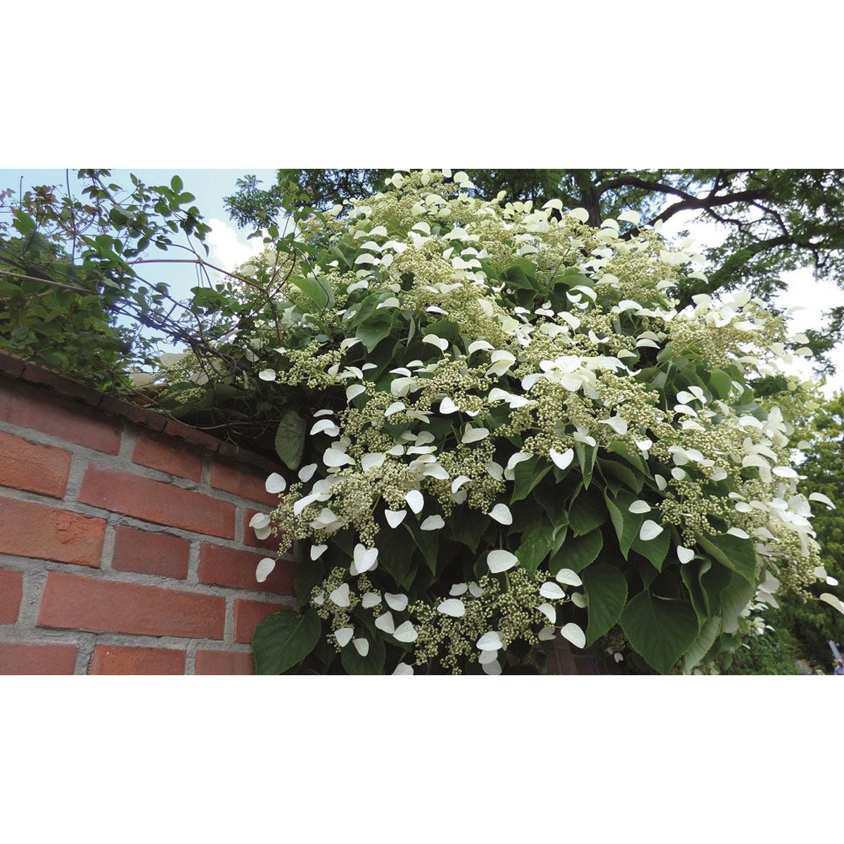 White Hydrangea Anomala Petiolaris in a 9cm pot, featuring heart-shaped leaves and clusters of delicate white flowers, cascading over a brick wall with greenery in the background.
