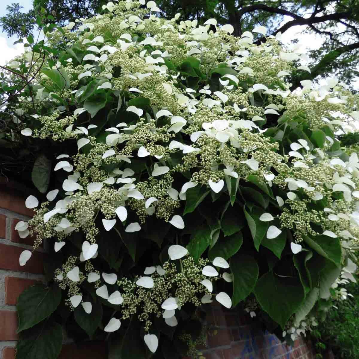 Climbing hydrangea with lush green leaves and clusters of delicate white flowers, showcasing heart-shaped petals and a cascading growth habit, ideal for vertical gardens.