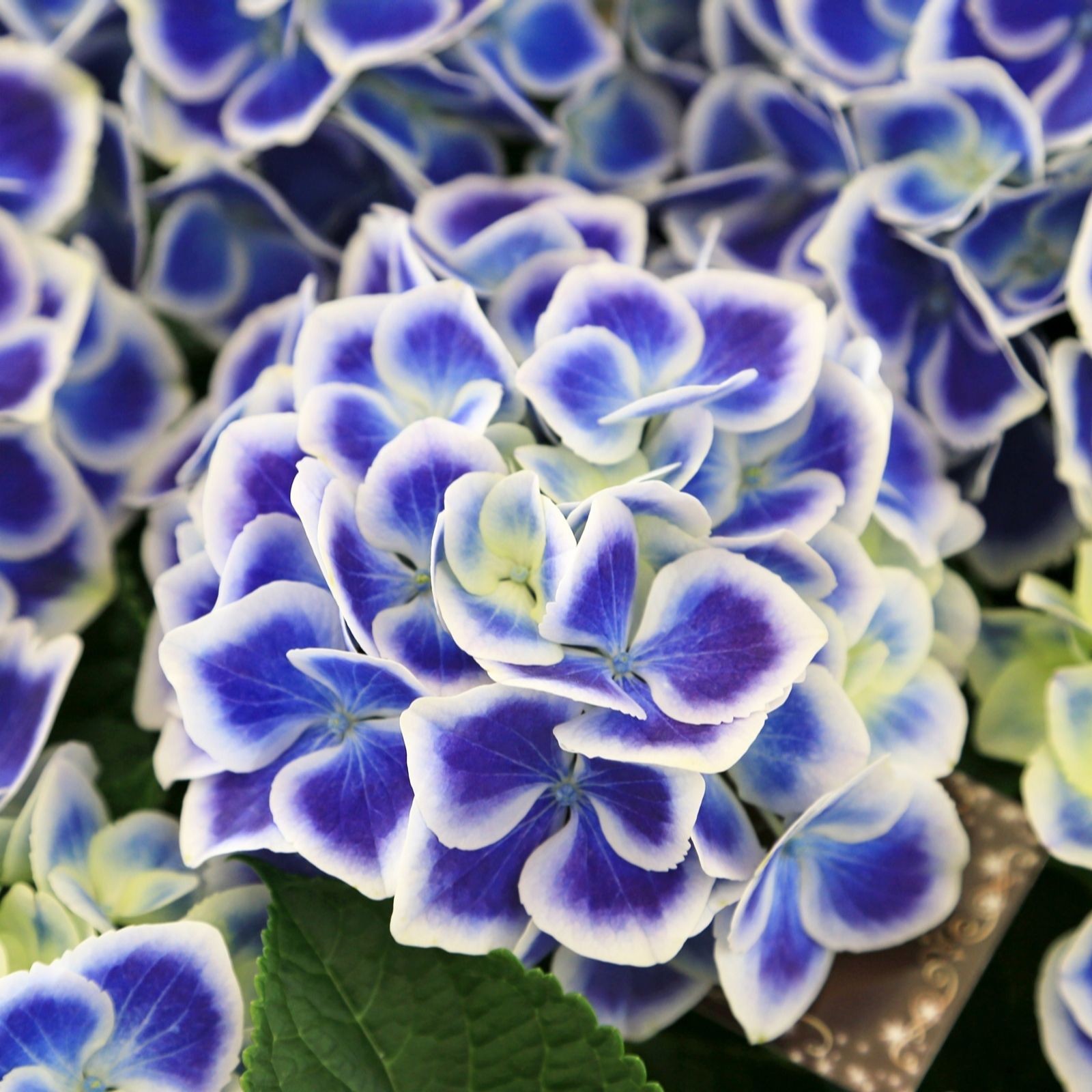 Vibrant blue and white bicolor hydrangea flowers in a 10.5cm pot, showcasing lush green leaves and a dense cluster of petals.