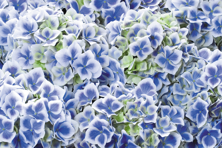 Hydrangea Bicolor Bavaria features clusters of delicate blue and white flowers with green accents, set in a 10.5cm pot, showcasing vibrant colors and lush foliage.