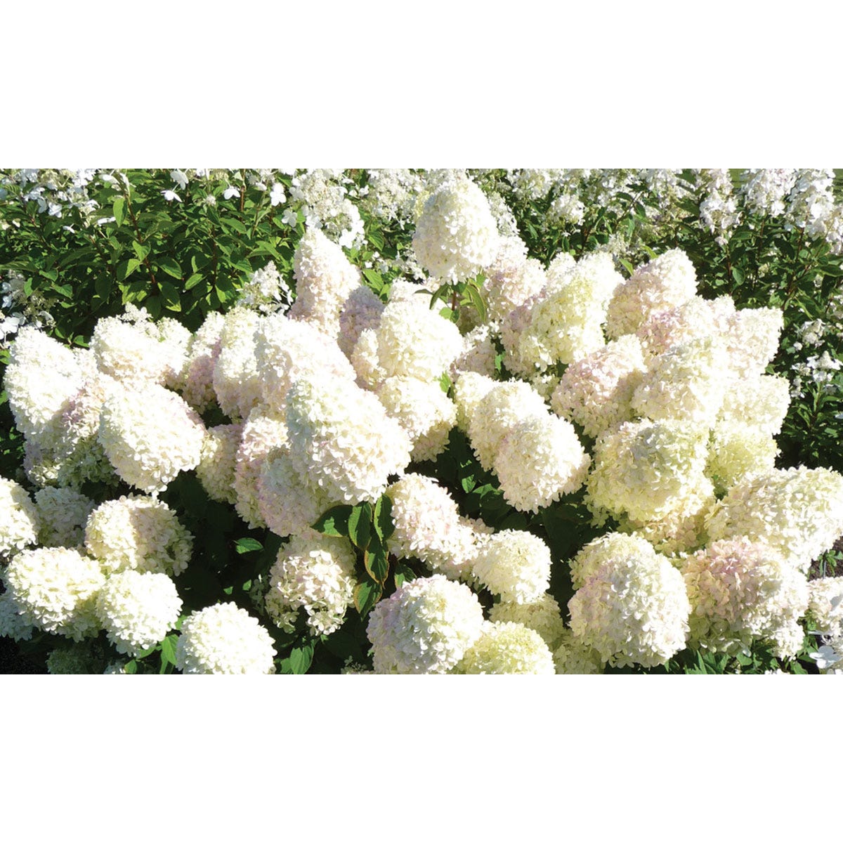 Hydrangea Paniculata 'Limelight' features large, creamy white flower clusters with a hint of pink, set against lush green foliage in a 9cm pot.