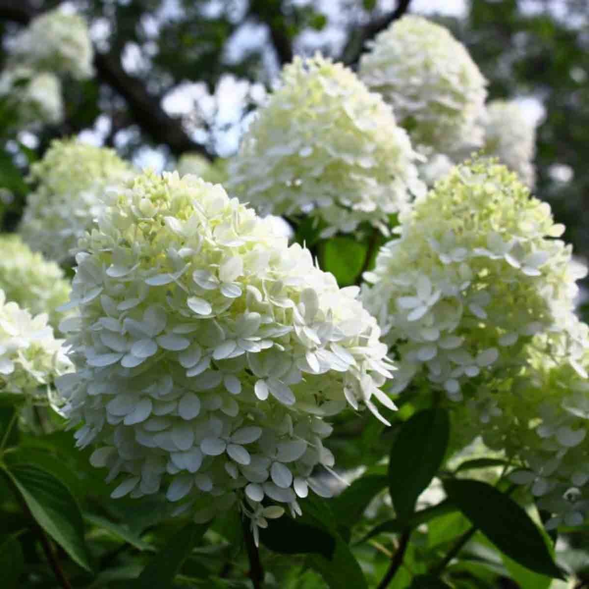 Three potted Hydrangea Paniculata 'Limelight' plants, featuring lush green leaves and large, cone-shaped clusters of creamy white flowers in full bloom.