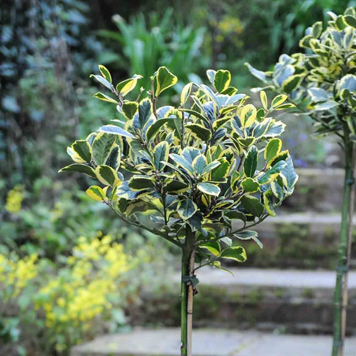 Thompson & Morgan Ilex (Holly) Golden King in a 17cm pot, featuring glossy green leaves with yellow edges, shaped into a rounded topiary form, set against a garden backdrop.