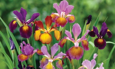 Colorful assortment of Iris flowers in shades of purple, pink, and orange, showcasing vibrant petals and lush green foliage, ideal for garden planting.