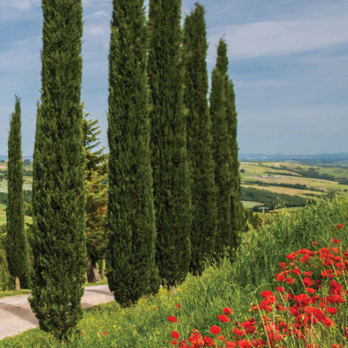 Tall, slender Italian cypress trees in vibrant green, approximately 14cm in height, set against a backdrop of rolling hills and red poppy flowers.