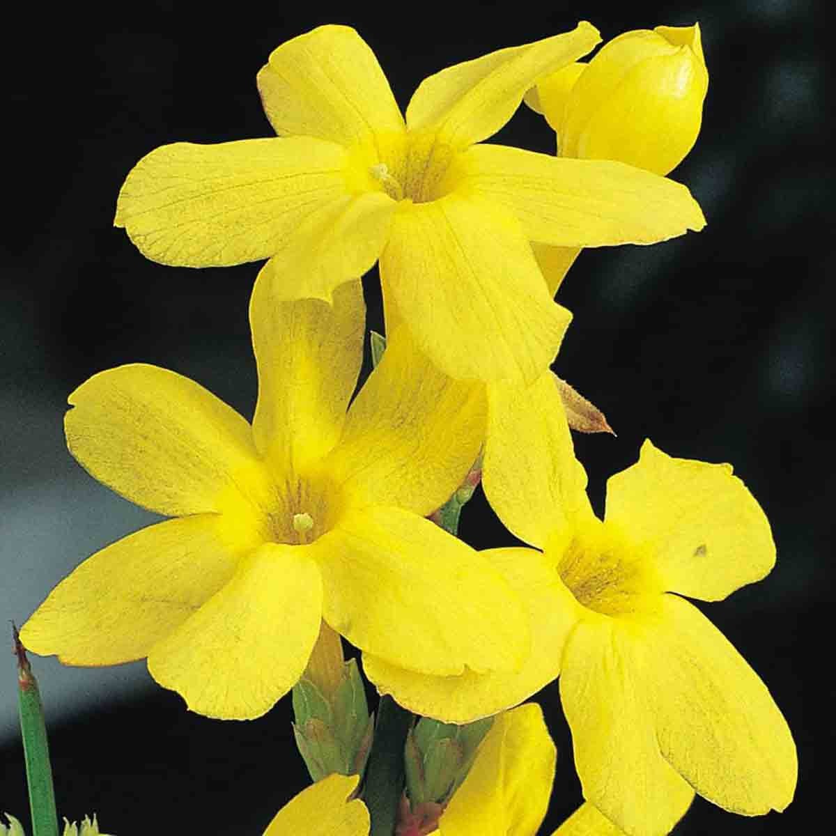 Bright yellow flowers of the Jasminum Nudiflorum plant, with smooth petals and green stems, presented in a 1.7-litre potted container.