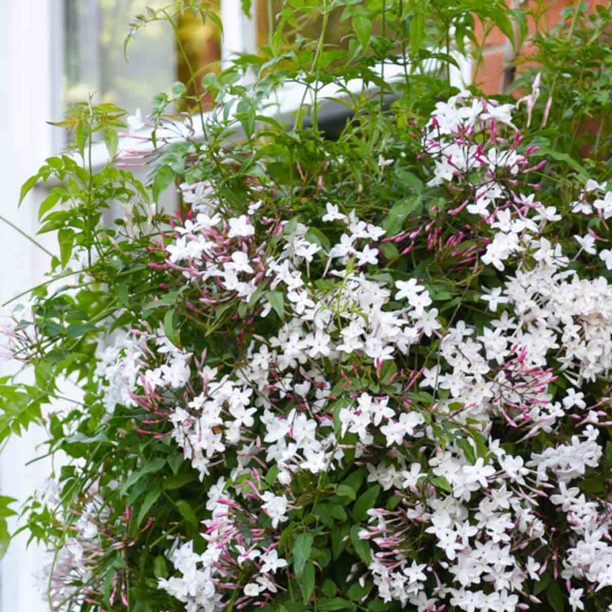 White jasmine flowers with pink-tipped buds, lush green foliage, and a cascading growth habit in a 9cm pot, ideal for summer gardens.