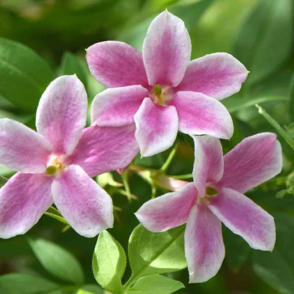 Three delicate pink flowers with white edges and green leaves, representing the Jasminum Stephanense variety, in a lush, vibrant potted plant setting.
